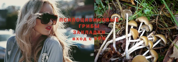 сатива Магадан